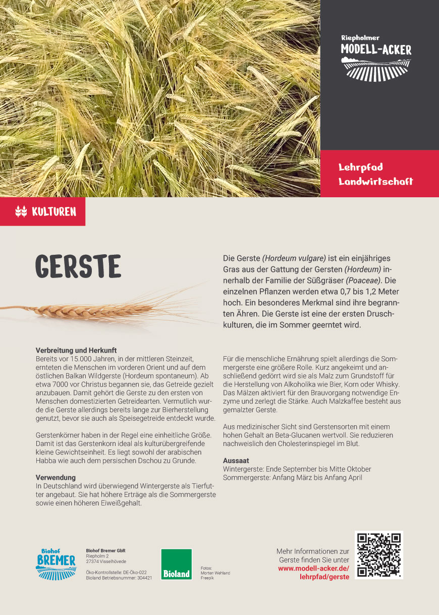 Gerste