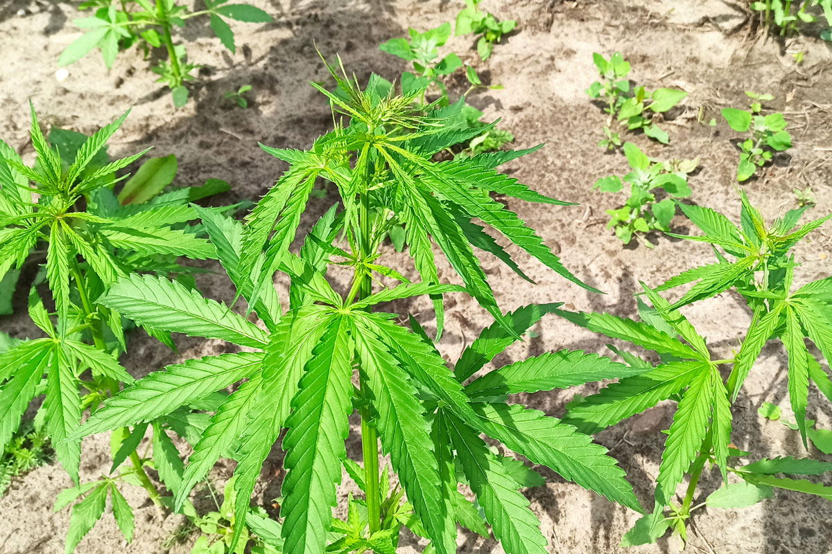 Dokumentation des Anbaus des Nutzhanf im Jahr 2022