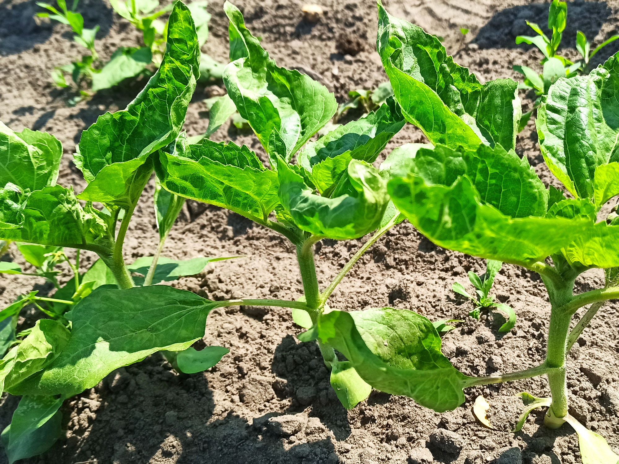 Dokumentation des Anbaus der Sonnenblume im Jahr 2023