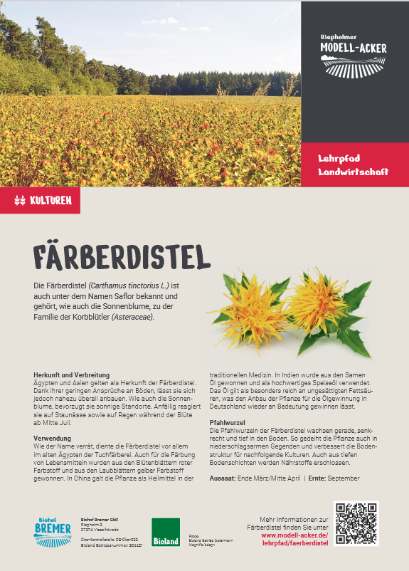 Färberdistel