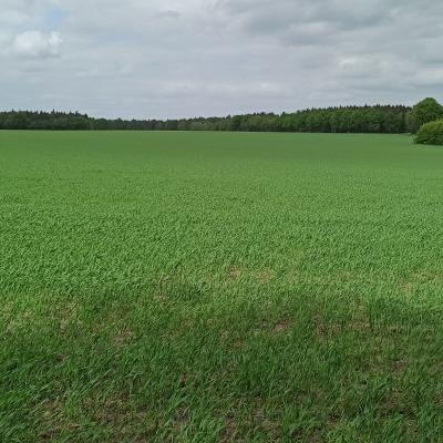 22 05 14 Haferschlag