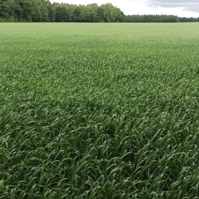 22 05 30 Haferschlag