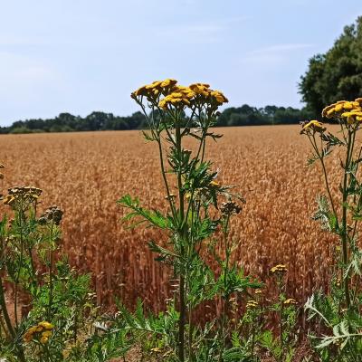 22 07 24 Wegesrand