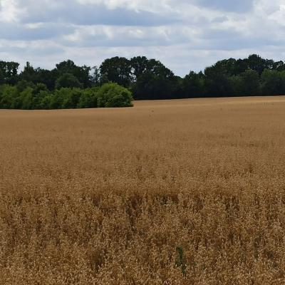 22 0723 Haferschlag