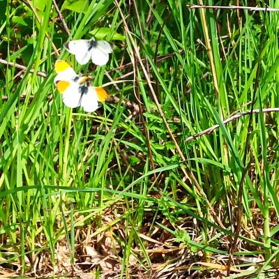 07. Mai: Schmetterlinge im Feldrand.