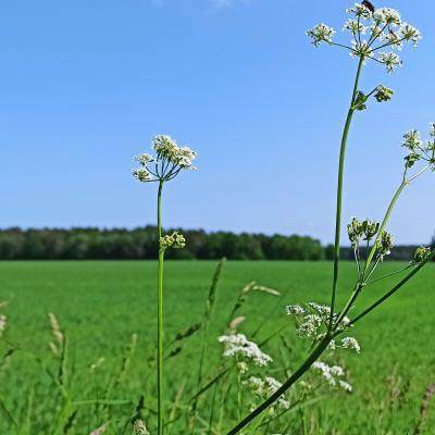 23 05 27 Schafgarbefeldrand