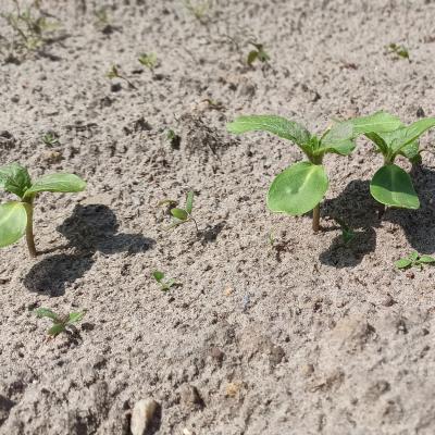 23 05 27 Sonnenblume 2