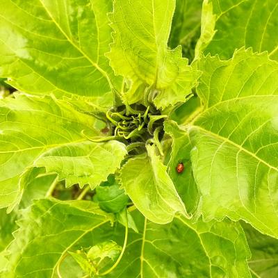 06. Juli: In den Sonnenblumen sind sehr viele Marienkäfer zu finden.