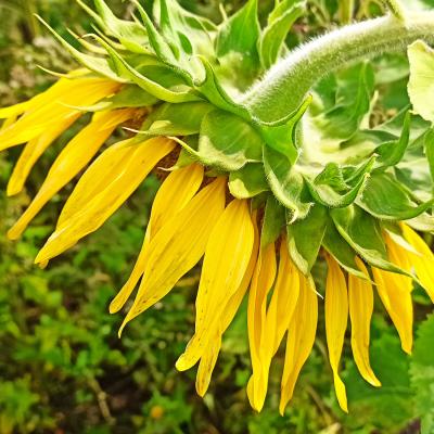 Wie werden diese Sonnenblumen abreifen? Die 