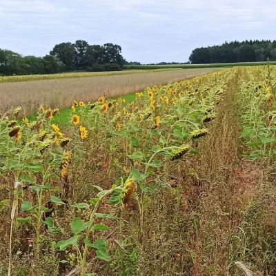 Die Verunkrautung ist in diesem Jahr sehr stark. Die Sonnenblumen am Feldrand sind deutlich kleiner als in der Feldmitte.