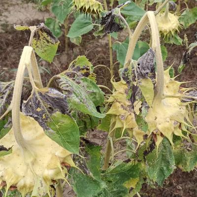 30. August: Die Köpfe der Sonnenblume sind abgeknickt und hängen nach unten.