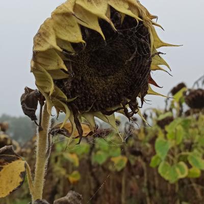 24. September: Die Sonnenblumen im morgendlichen Nebel.