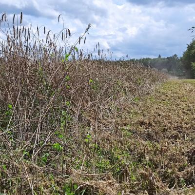 2023 08 05 Roggen Ernte