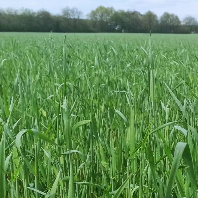 23 05 06 Roggenconduct