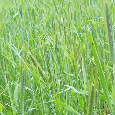 23 05 11 Roggenconduct1