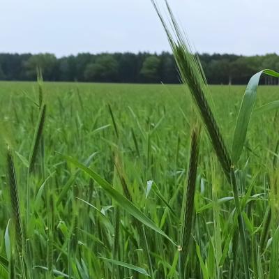 23 05 11 Roggenconduct2