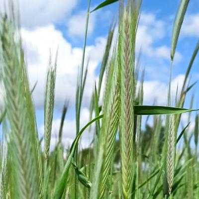 23 05 16 Roggenconduct2