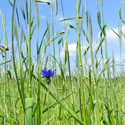 23 05 27 Roggen Lichtkorn 1