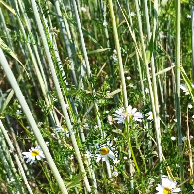 23 06 09 Roggenkamille