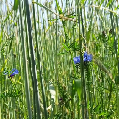 23 06 09 Roggenkornblume