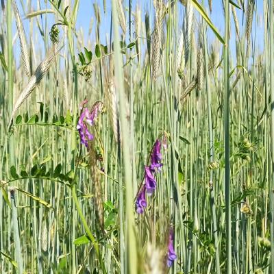 23 06 09 Roggenwicke