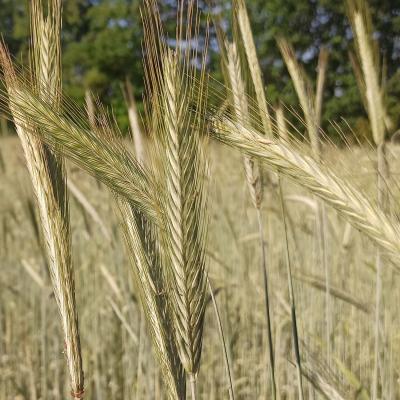 23 06 11 Roggenlichtkorn