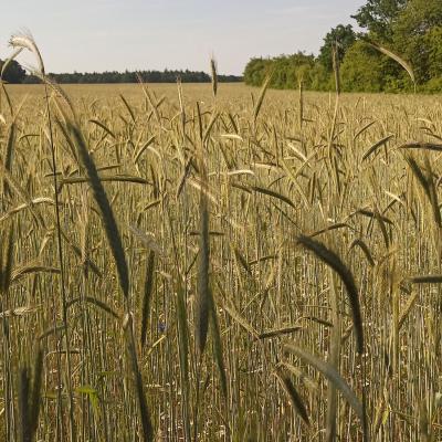 23 06 11 Roggenlichtschlag