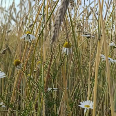 23 07 06 Roggen Conduct Kam