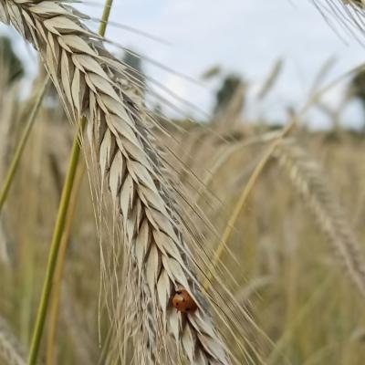 23 07 06 Roggen Conduct