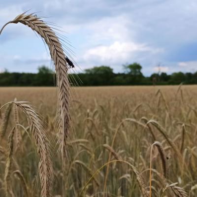 23 07 06 Roggen Lichtk 2