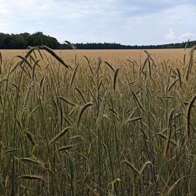 23 07 06 Roggen Lichtk