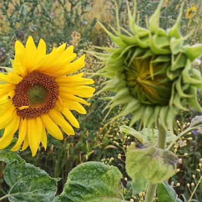 Sonnenblumen