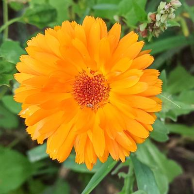 Ringelblume