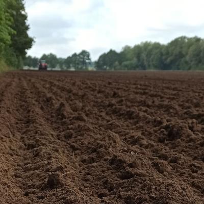 Emmer wird als Winterung im Herbst ausgebracht.