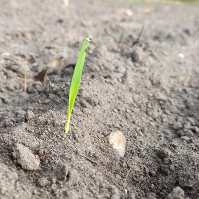 02. Oktober: Kleine zarte Halme.