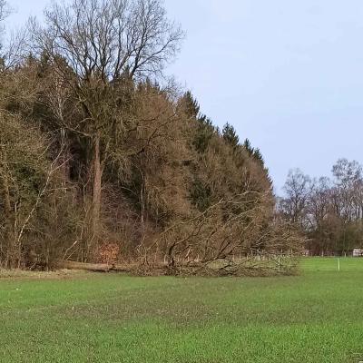 19. März: Ein Baum stürzt auf das Feld.
