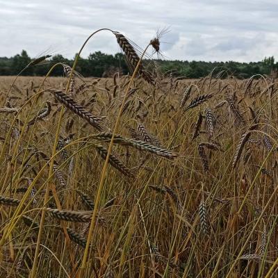 12. Juli: Das Emmer-Feld.