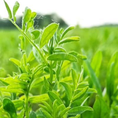 Haarige Blätter der Linse.