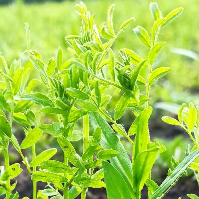 05. Juni: Linse und Leindotter.