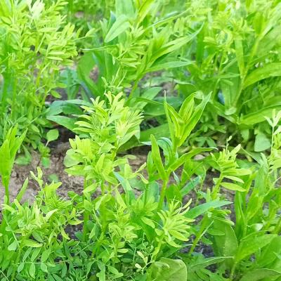 Die Stützfrucht Leindotter.