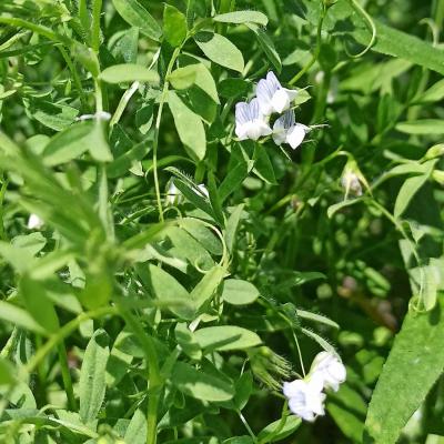 25. Juni: Blüten der Linse.