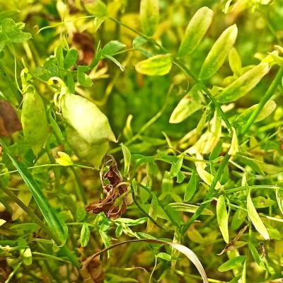 31. Juli: Die Hülsen füllen sich.