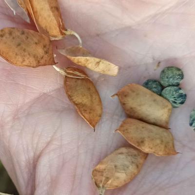 05. August: Viele Linse sind reif.