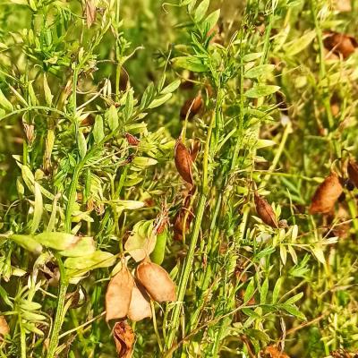 Und viele sind noch grün ...