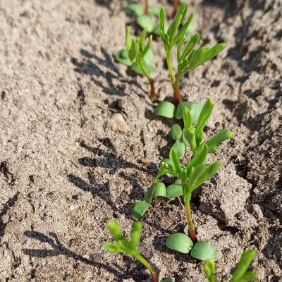 09. Mai: Leindotter und Linse als Mischungspartner.