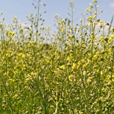 Und noch jede Menge Blüten!