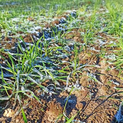 12. Januar: Frostige Temperaturen