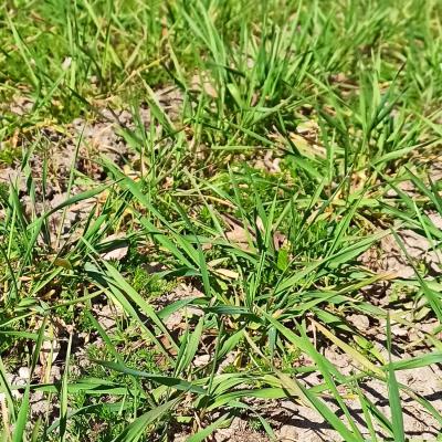 02. April: der Emmer startet in die Vegetationsphase