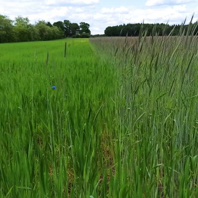 18. Mai: Emmer und Roggen im direkten Vergleich