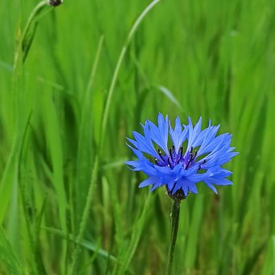 18. Mai: Die Kornblume
